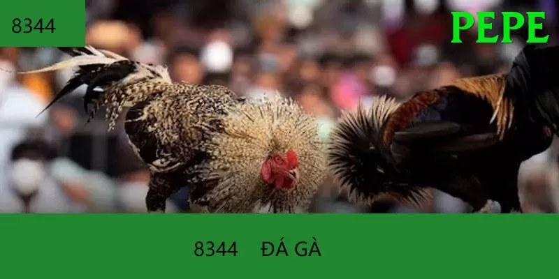 Đá Gà Trực Tiếp - Trải nghiệm tuyệt vời - Giftcode